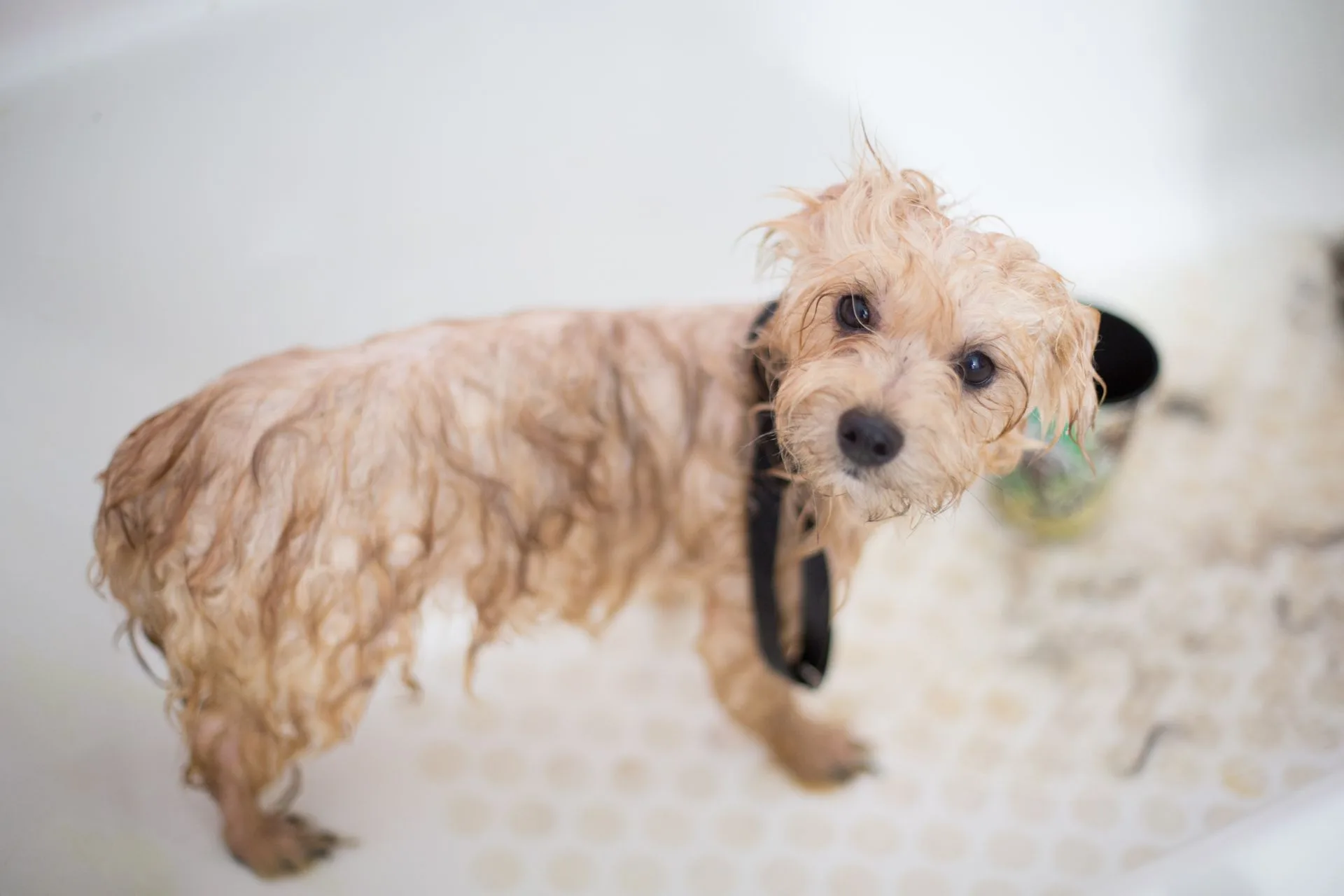 Filhote de poodle molhado olhando para cima durante o banho