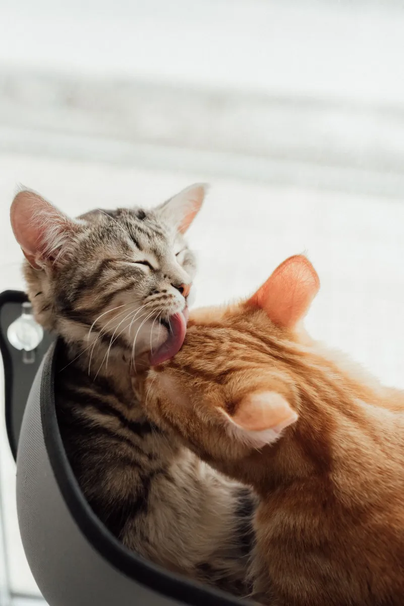 Dois gatinhos, um rajado e um laranja, se lambendo