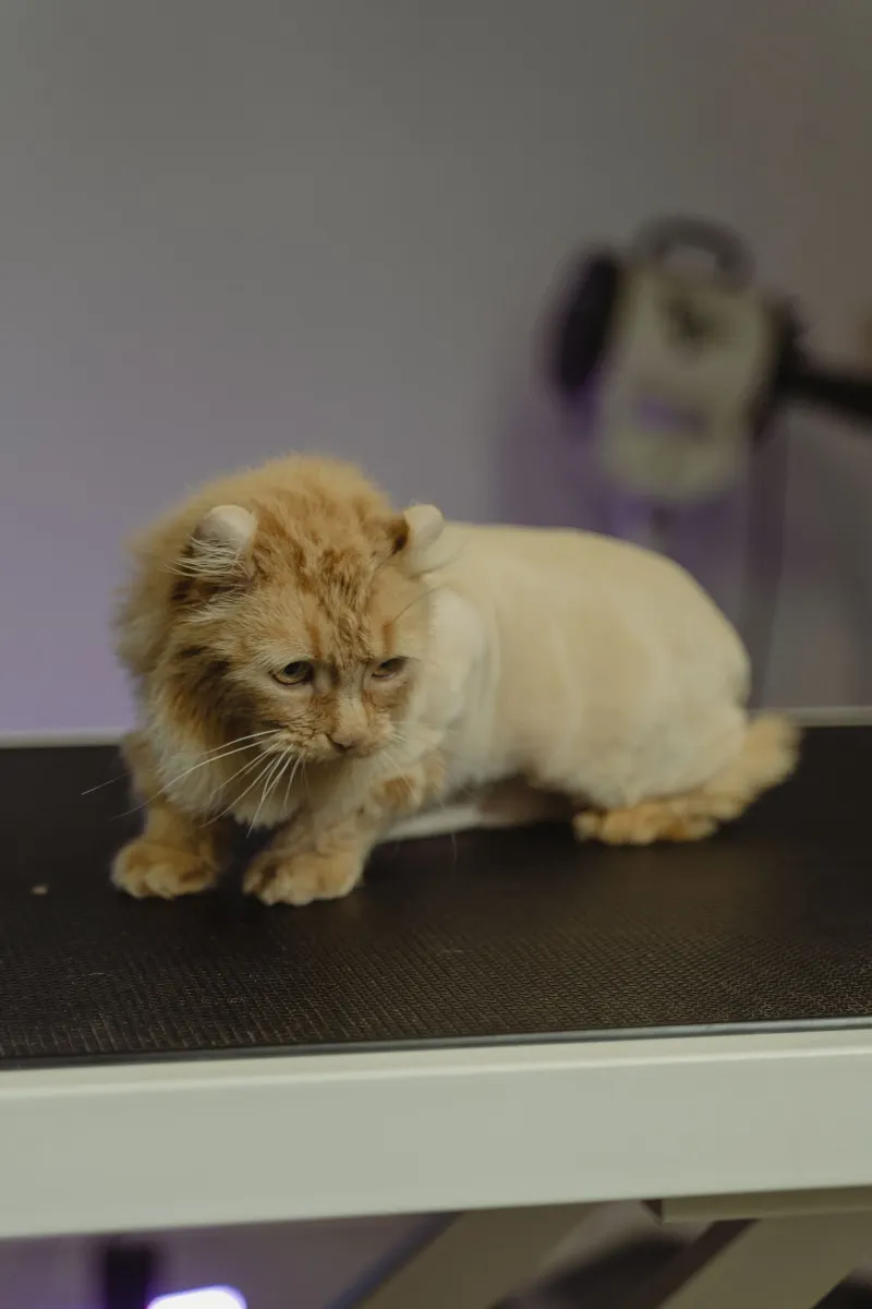 Gato laranja com tosa leão sentado numa mesa