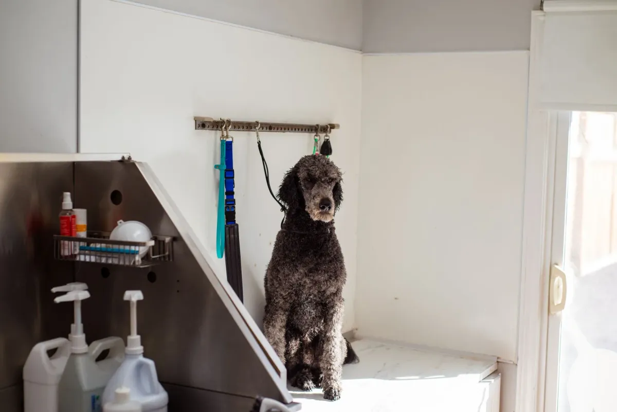 Poodle preto sentado num salão de banho e tosa
