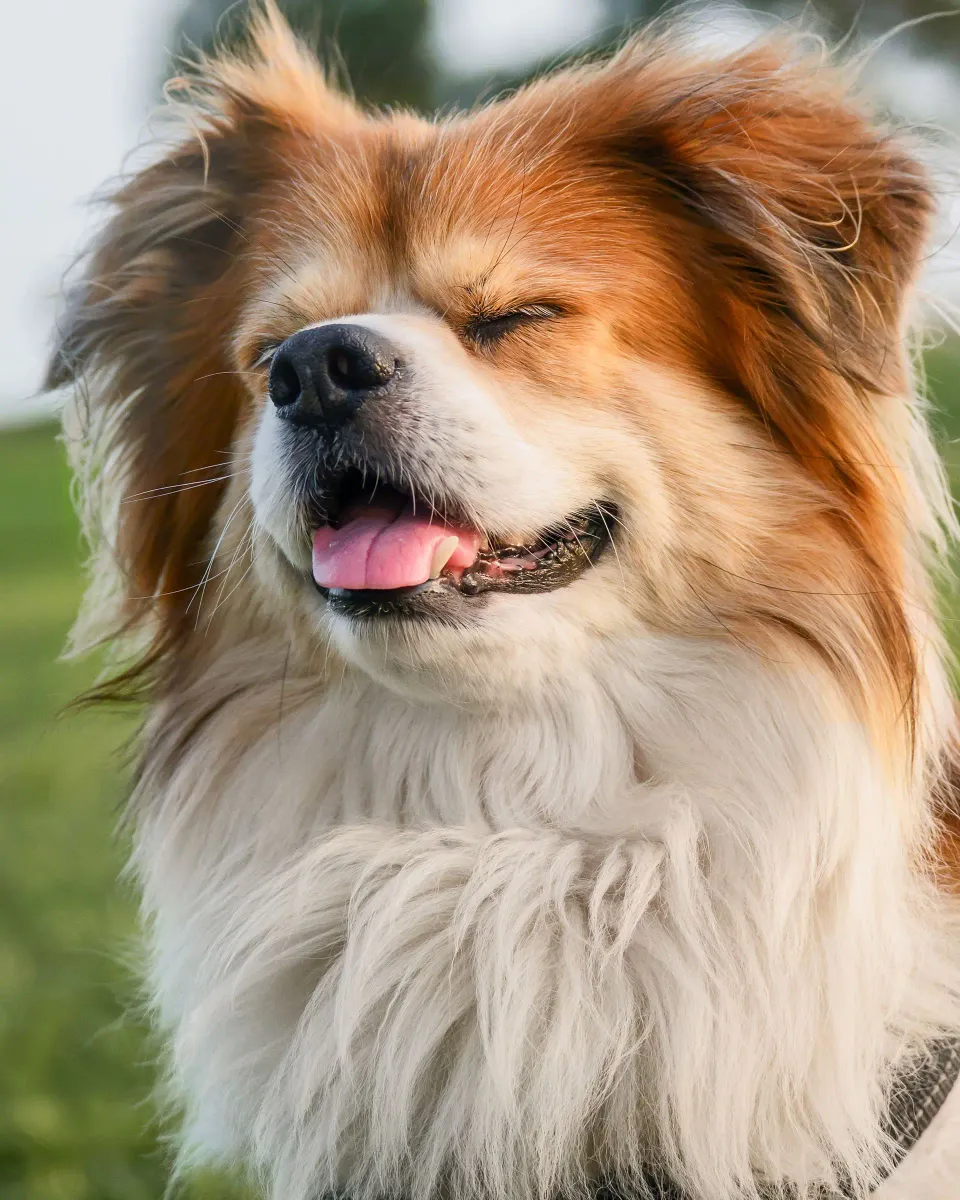 Cachorro peludo de olhos fechados aproveitando o sol