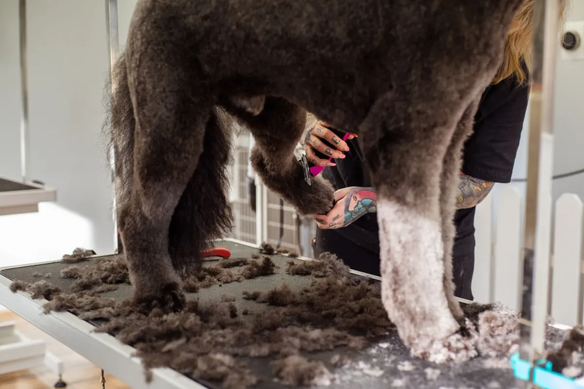 Poodle grande tendo o pelo aparado na mesa de tosa