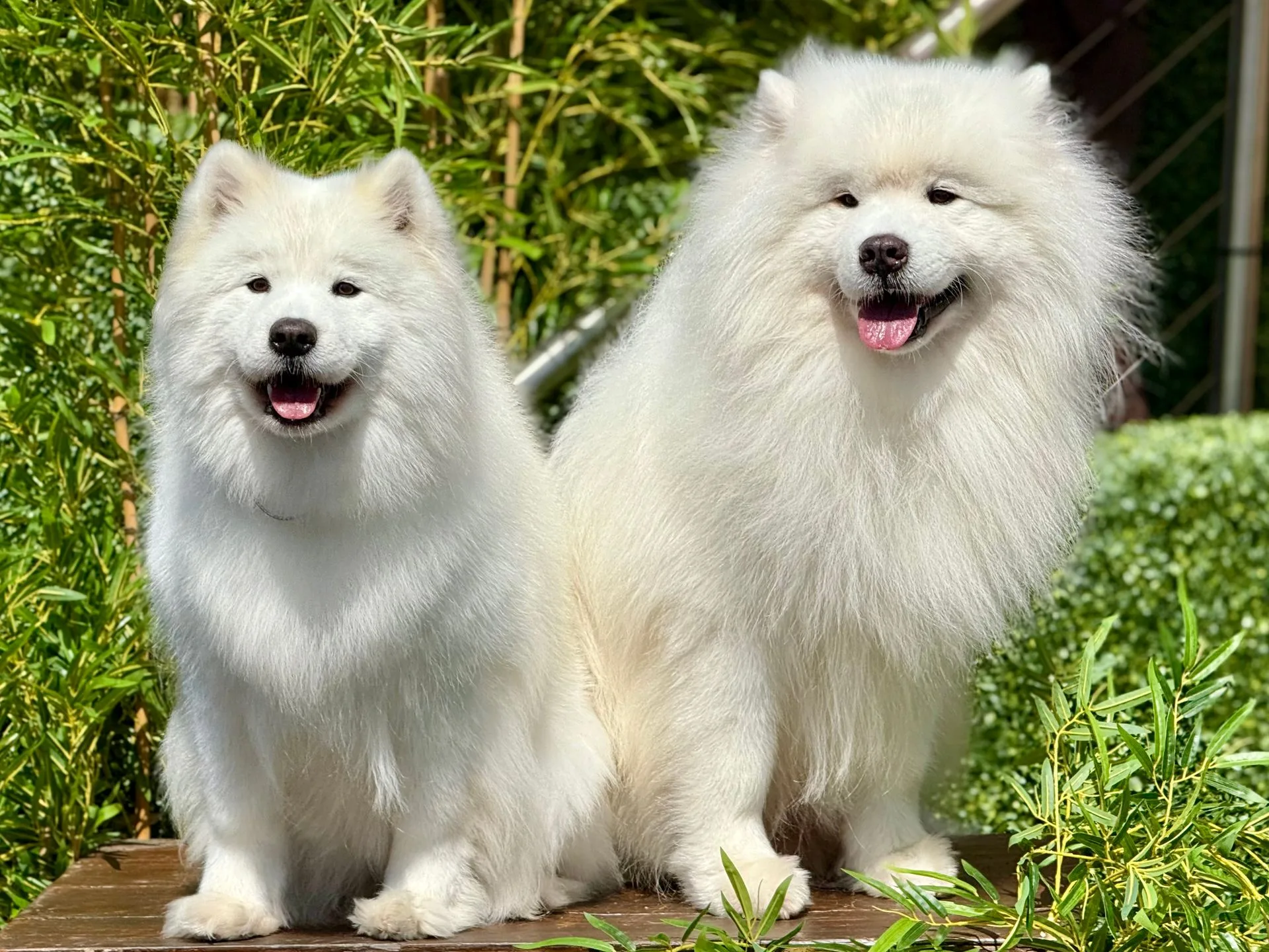 Dois cães samoiedas brancos e sorridentes sentados num jardim