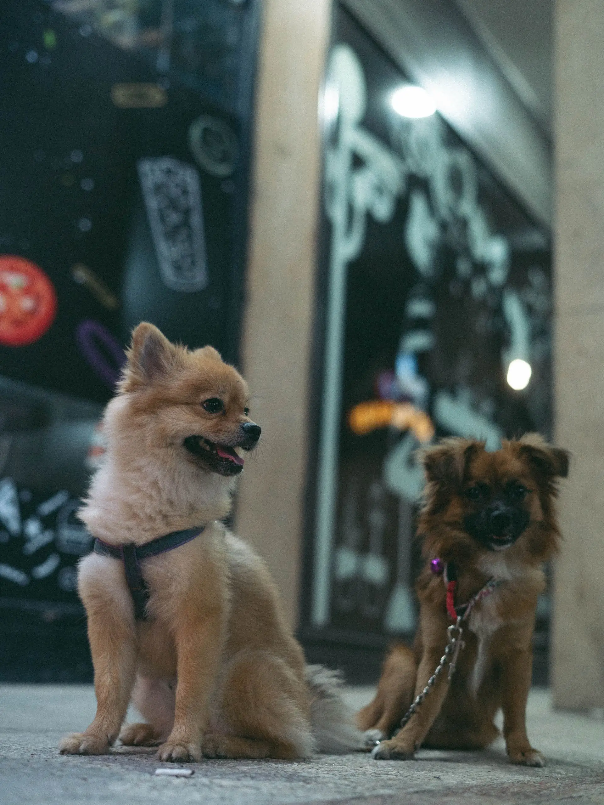 Dois cachorrinhos de coleira sentados na frente de uma loja iluminada